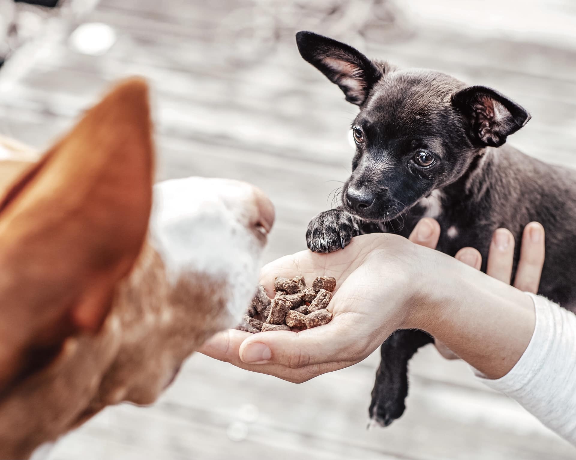 buddy pet foods_nyttig hundmat