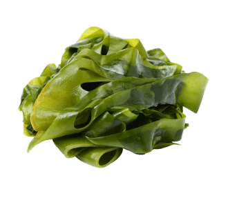 Kelp
